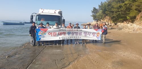 서해 연안에 어린 대하 1500만 마리 방류