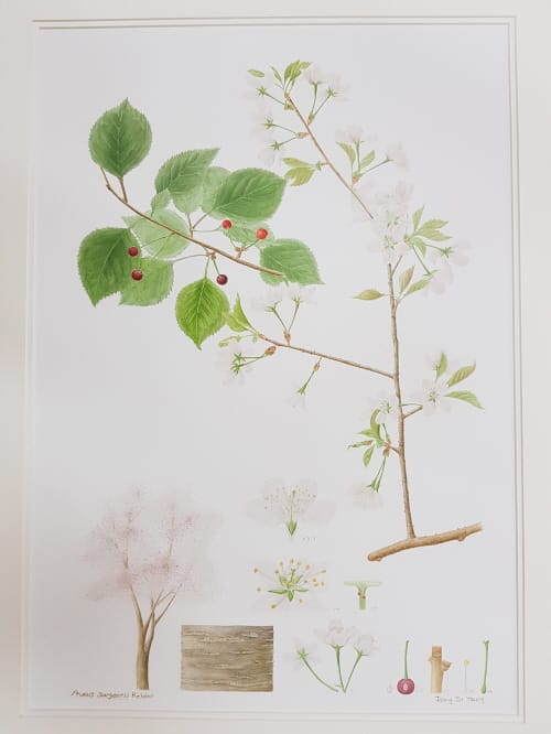 “우리나무 세밀화 그림으로 만나요”