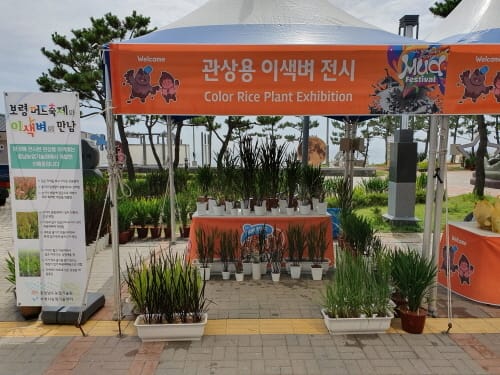 보령머드축제서 관상용 이색 벼 선보인다