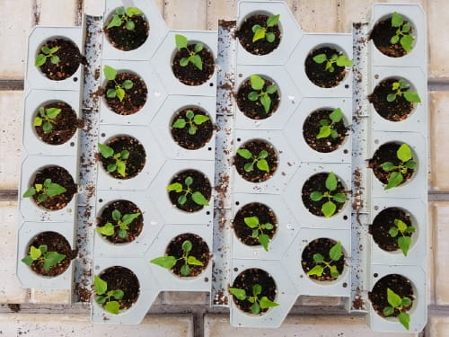 최적의 파파야 파종·육묘 방법 찾았다