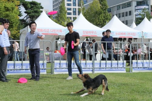 2019 동물보호 문화축제 성료