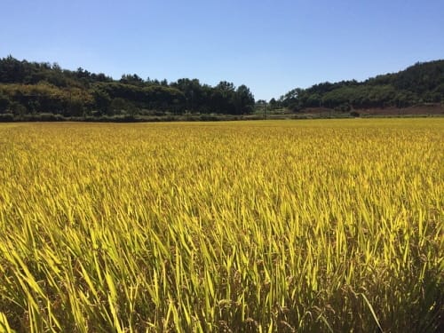 부여군, 올해 쌀·밭 직불금 145억원 지급