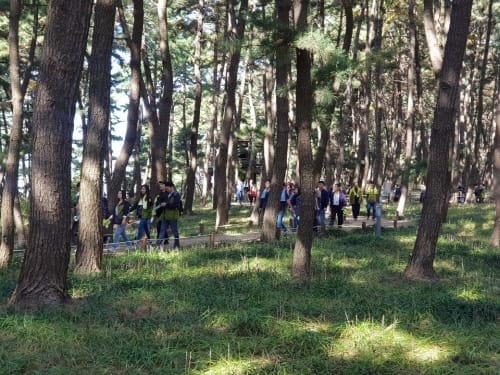 서천 송림마을 솔바람 숲, 국가산림문화자산 지정
