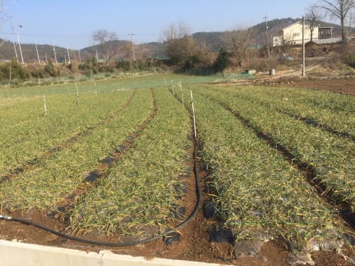 ‘고품질 마늘 생산’ 월동 관리에 달렸다