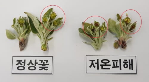 사과 만개기 지난해보다 7일 이상 빨라