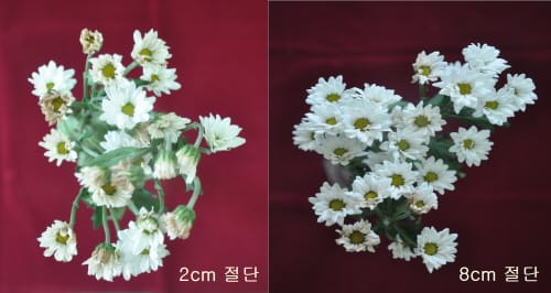 절화 국화 ‘수명 10일 이상 늘린다’