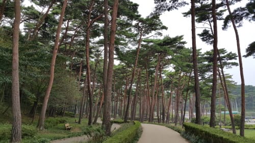 ‘코로나블루’ 충남의 숲 속에서 이겨내요