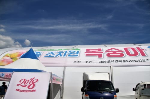 명품 세종조치원복숭아 판로확보 돕는다