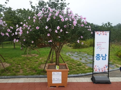 전국 무궁화 우수분화 품평회 ‘대통령상’ 수상