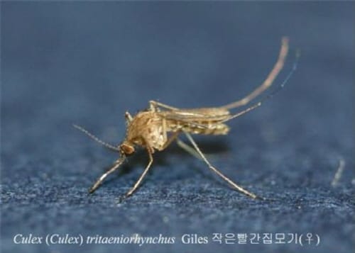 일본뇌염 매개 모기 전년 대비 20배 증가