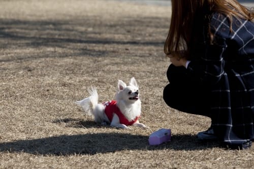 “행복한 반려, 사지 말고 입양하세요”