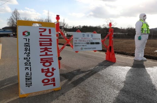 천안 종오리 농장서 조류인플루엔자 항원 검출