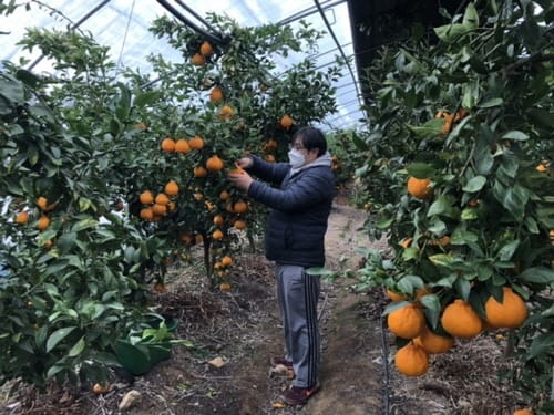 맛·향 좋은 ‘세종산 감귤류’ 농가소득 높인다