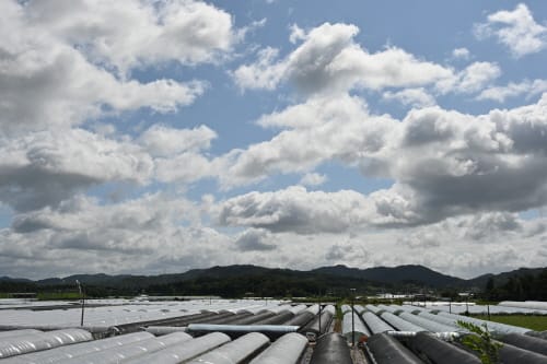 부여군, 원예 ‧ 특작 분야 지원사업에 166억 투입