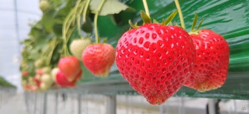 해외서 주문 쇄도 ‘없어서 못파는 충남 딸기’