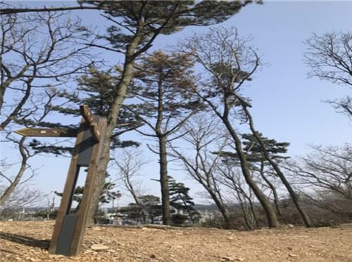 안면도 소나무재선충병 방제 ‘총력’