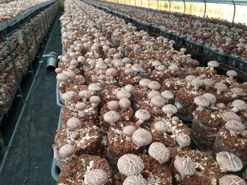 “내년도 산림소득 공모사업 참여하세요”