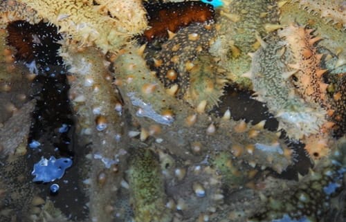 고부가가치 수산 수출 상품 개발 ‘박차’