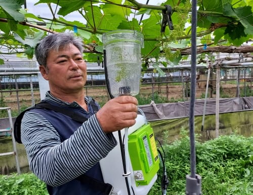 ‘수출 포도 무핵과처리’ 노동력 30% 절감!