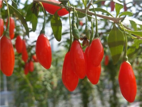 청양 구기자 산업 사업화 지원 ‘박차’