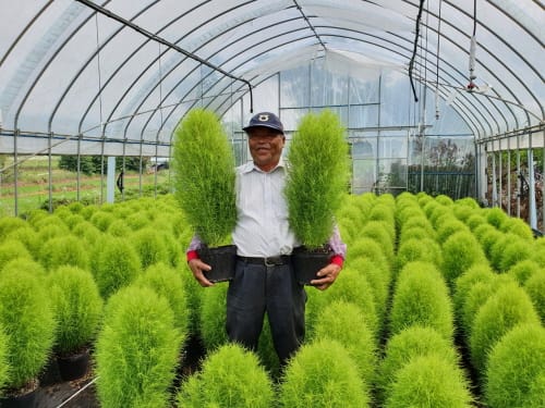 세종화훼농가에서 재배한 꽃묘, 국립수목원으로