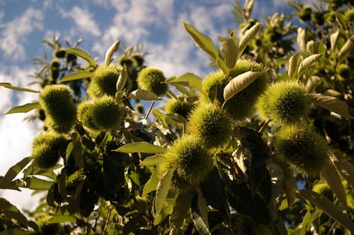 부여군, 전국 최초 ‘밤 재배농가 생태임업 직불금’ 도입 화제