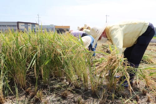 ‘빠르미’ 일반 농가 대량 재배 성공