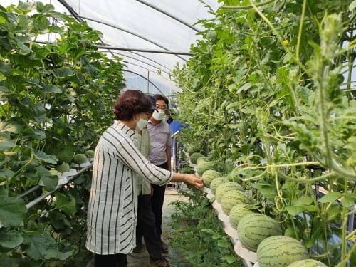 수박도 선 채로 편하게 재배하는 신기술 보급