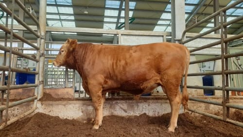 충남 한우 ‘후보씨수소’ 됐다