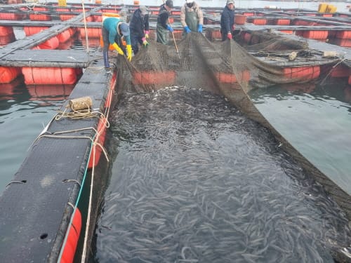 천수만 참조기 양식, 정부 사업발표회 '최우수상'
