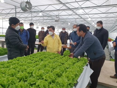 부여군, 쌈채소 생산으로 새 수익모델 창출