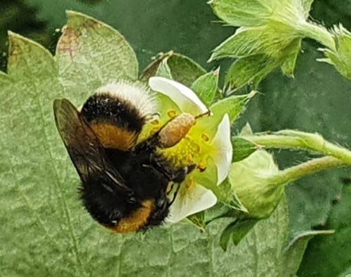 딸기 재배농가 꽃수정 ‘뒤영벌’ 사용 주의