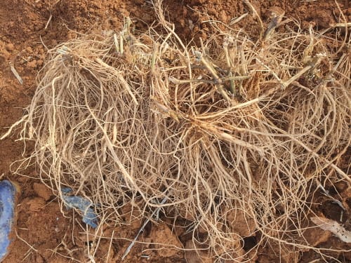 생산성 높은 부여 우슬, 신소득 작물로 주목