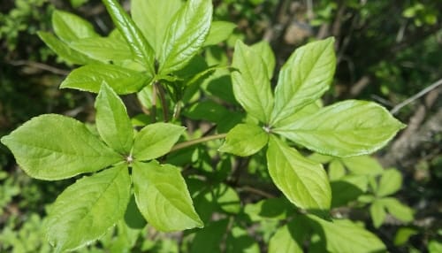 전통약술에서 ‘관절염 치료 식품’으로 변신