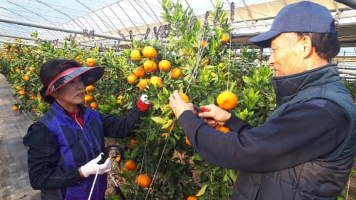 ‘제주감귤 대신 충남감귤’- 아열대 작물 경쟁력 강화