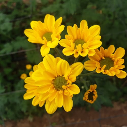 충남 국화 ‘보라미·예스홀릭’ 온라인서 인기