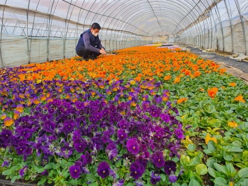 세종화훼농가 꽃묘, 올해 국립수목원 첫 납품