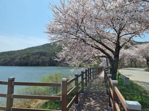 덕산도립공원 벚꽃길 이번 주 ‘활짝’ 만개