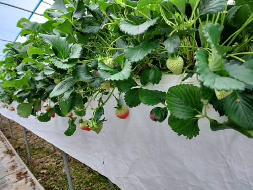 ‘광환경개선시트’ 고품질 딸기 생산 도움