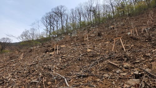 도유림 내 ‘명품 숲’ 조성 완료