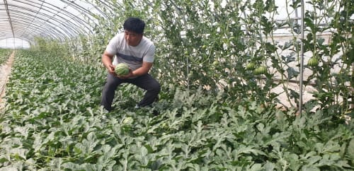 부여군, 신소득작물 ‘애플수박’ 첫 출하