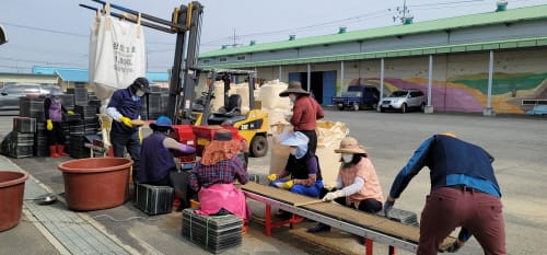 순도높은 우량종자 생산 첫 걸음
