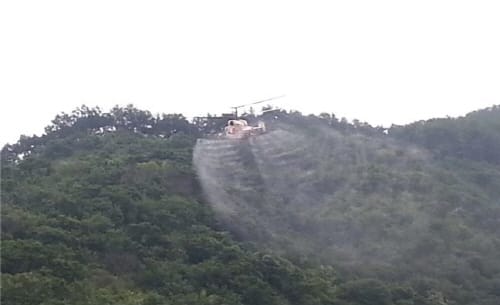 산림병해충 예찰·방제대책본부 가동