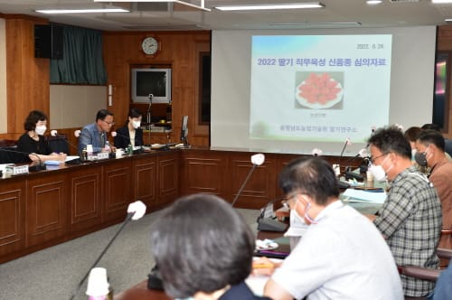 충남 대표할 딸기, 프리지아 신품종 나온다