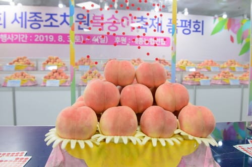 조치원복숭아축제, 3년 만에 부활