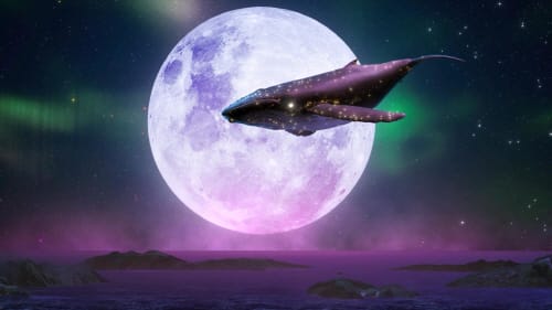 미디어아트로 보여지는 보령 갯벌과 해양 생명