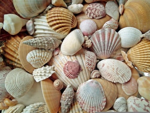 수산종자 인공지능 데이터 구축 착수