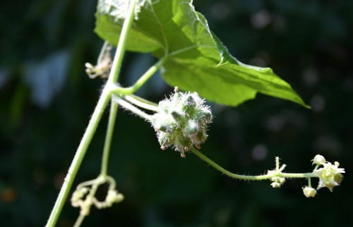 생태계 교란 가시박, 신기술로 없앤다