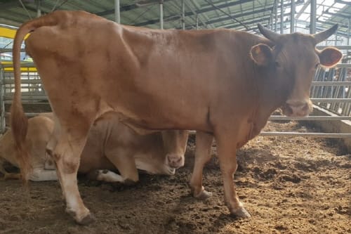 한우 생체난자흡입술 수정란 활용사업으로 농가 수익 극대화