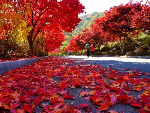 대둔산도립공원, 가을맞이 단장